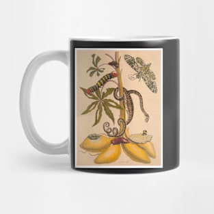 Metamorphosis Insectorum Surinamensium Mug